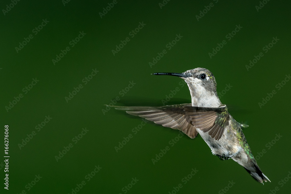 Fototapeta premium Close up of a beautiful female ruby throat hummingbird hovering isolated on green with copy space