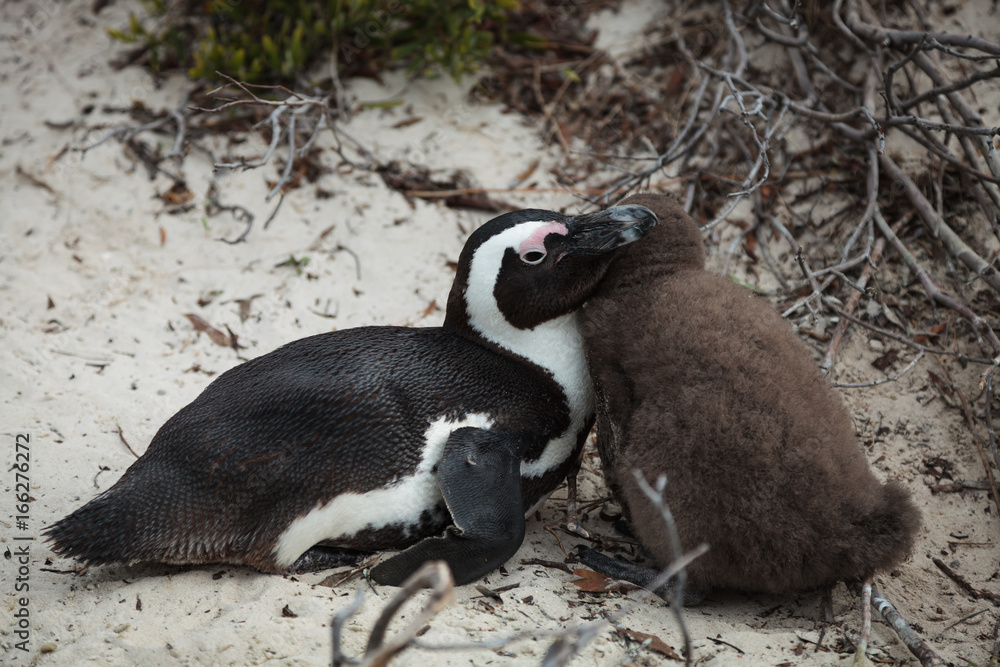 Naklejka premium Penguin Mom and Chick 2