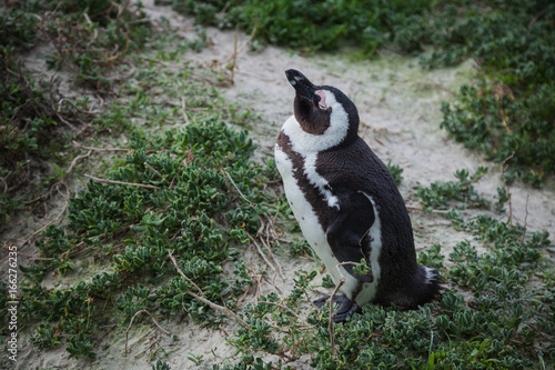 Pensive Penguin