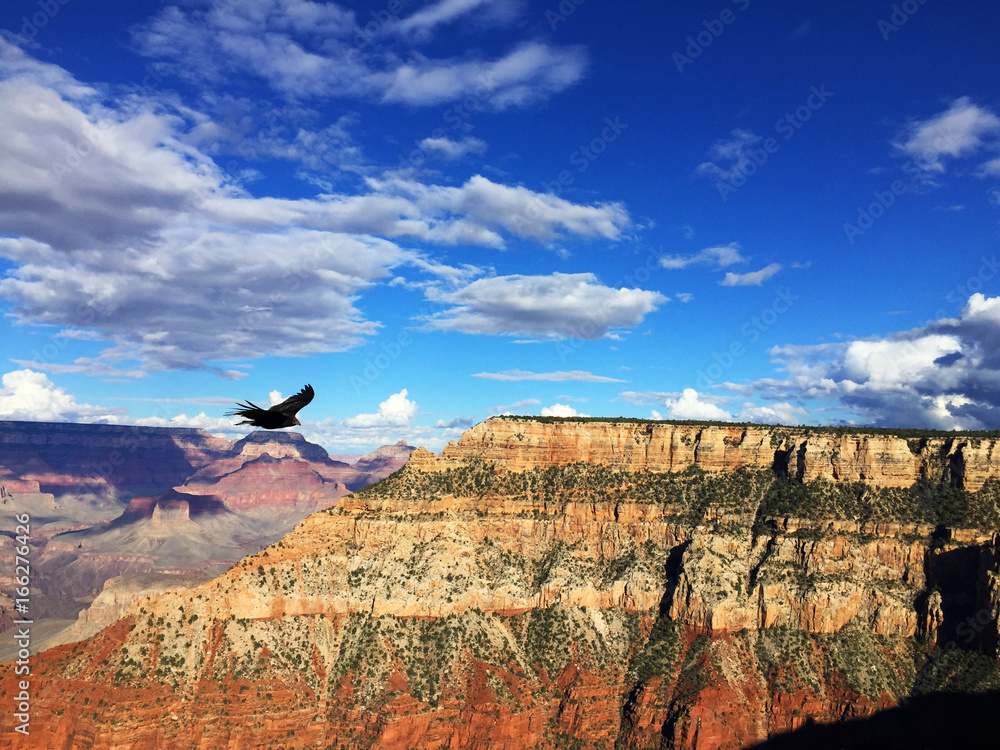 Bird Flying Over The Grand Canyon