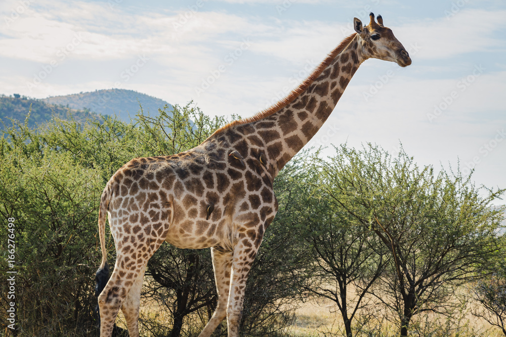 Fototapeta premium Giraffe On Safari
