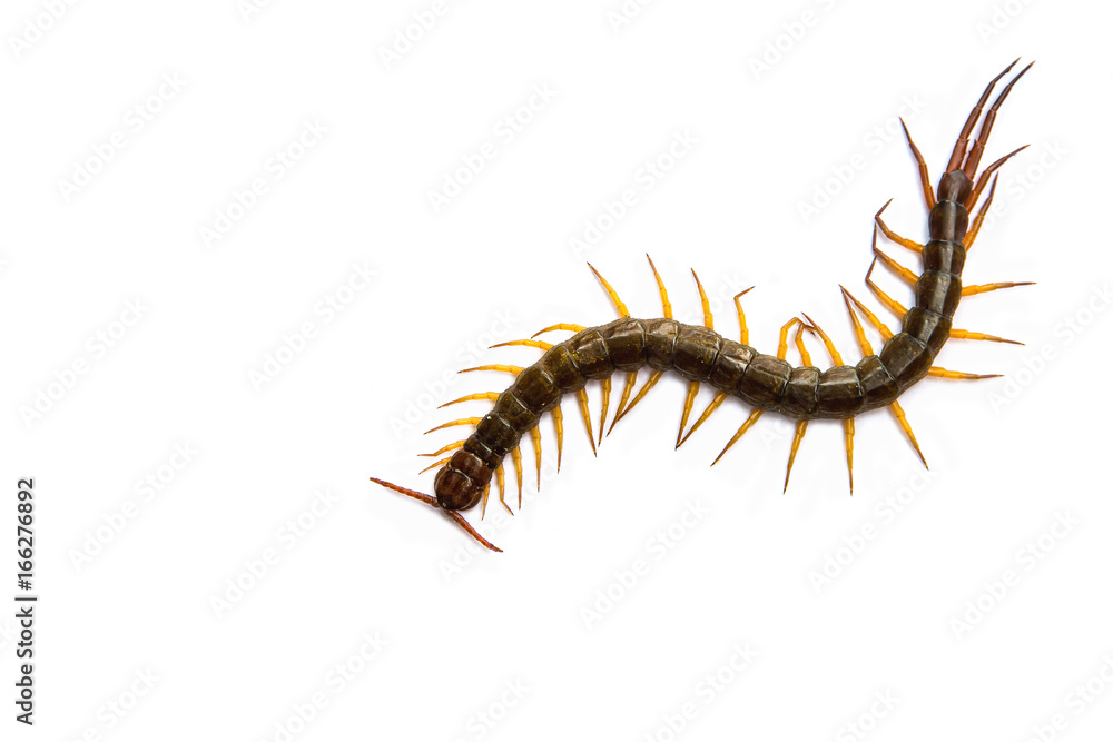 Centipede in front of white background,worm