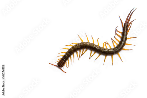 Centipede in front of white background worm
