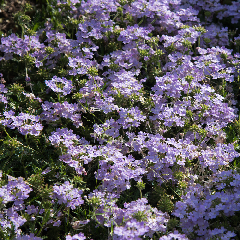 Violet wild flowers blooming