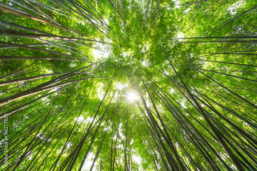 Bamboo forest against sun in Chengdu  Sichuan Province  China