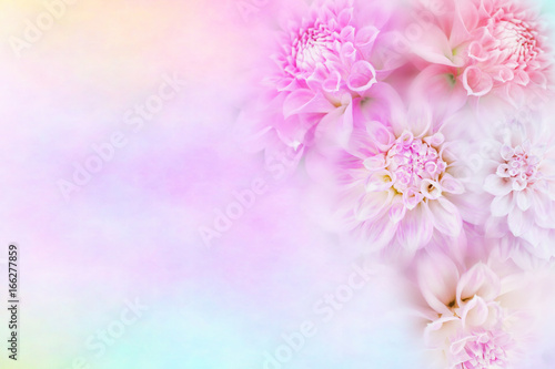 Fototapeta Naklejka Na Ścianę i Meble -  beautiful pink and white dahlia flower background in soft vintage tone with glitter light and bokeh, copy space for text 