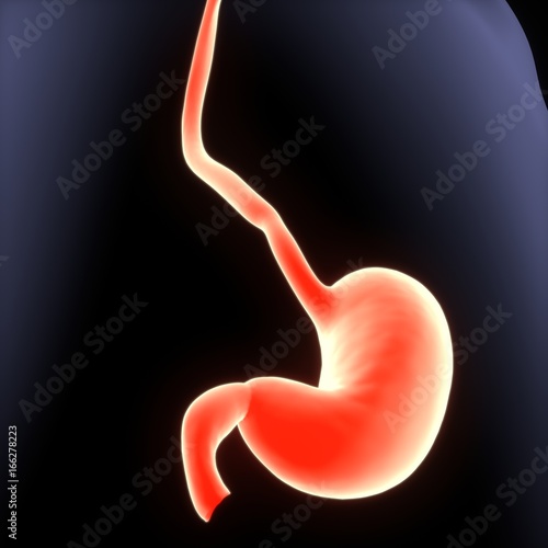 3D Illustration of Human Digestive System Anatomy (Stomach with Small Intestine)