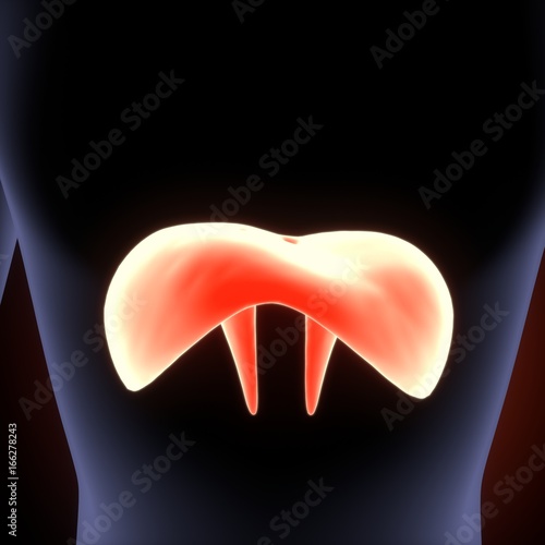 Human Diaphragm Anatomy Illustration . 3D render photo