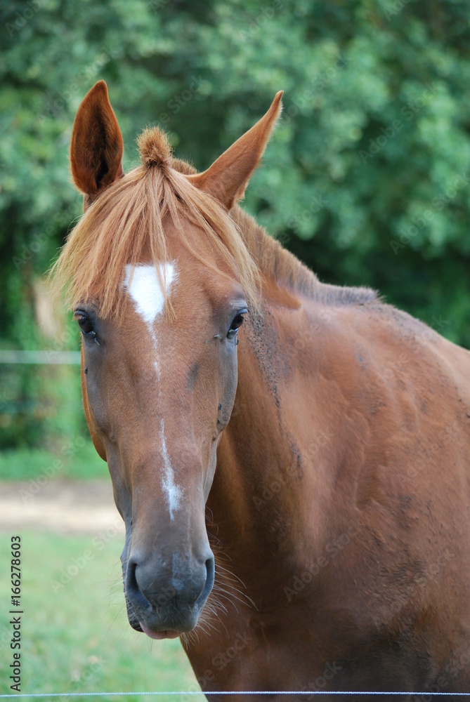 Naklejka premium Portrait de cheval