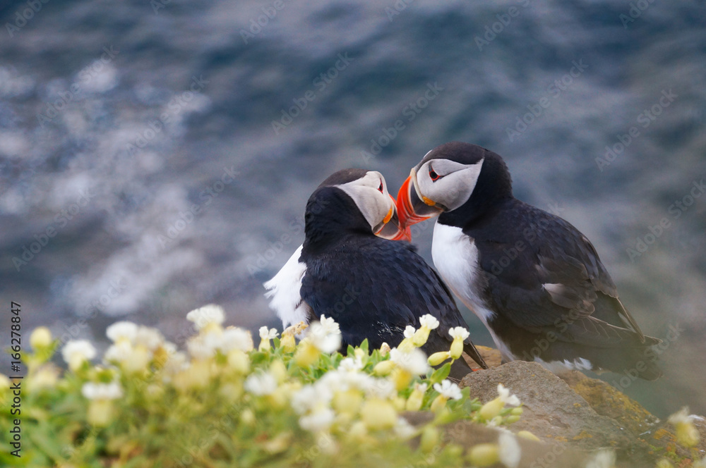 Atlantic Puffin in Latrabjarg cliffs, Iceland. Atlantic Puffin in Latrabjarg cliffs, Iceland.