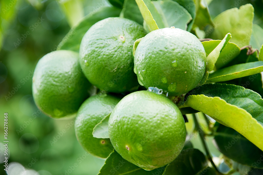 Green lime hanging on a tree Green lime hanging on a tree