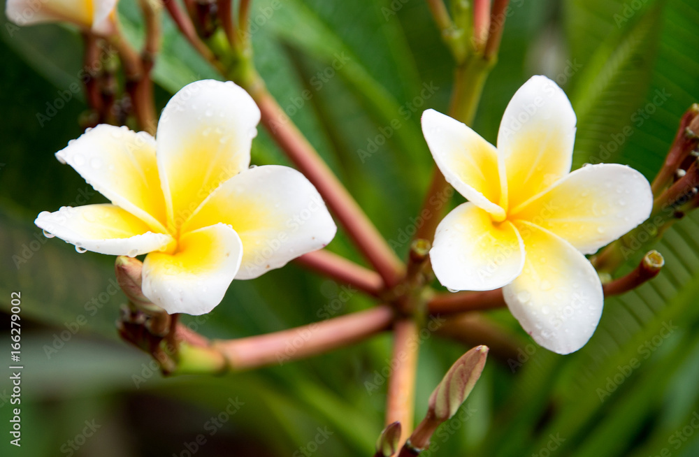 Fototapeta premium Plumeria flower