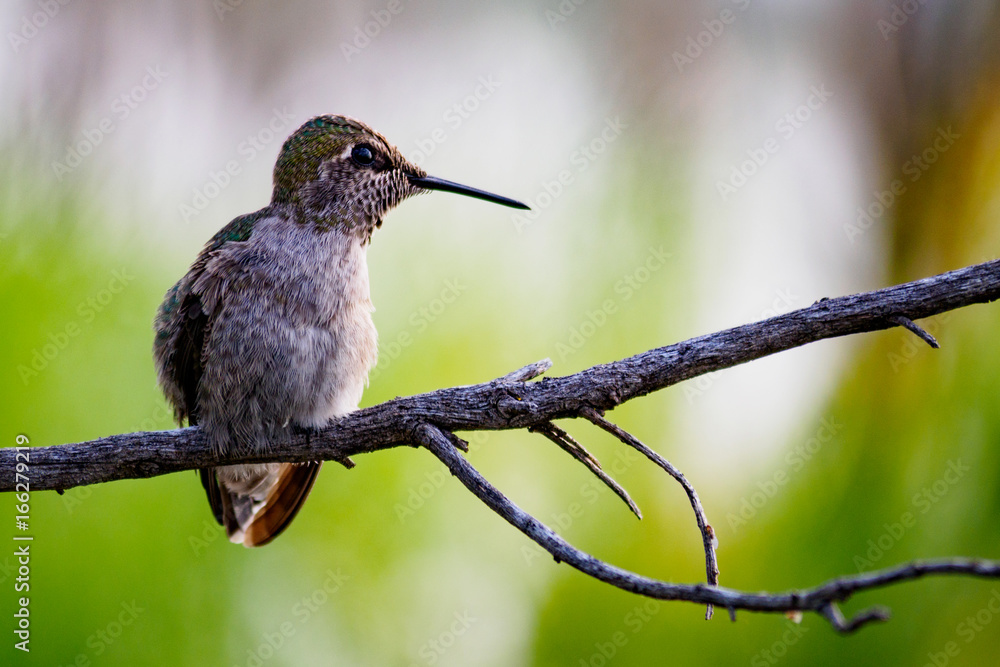 Obraz premium A Cute Hummingbird