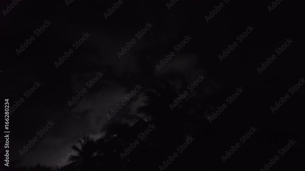 Night Palm Trees with moving clouds Night Palm Trees with moving clouds