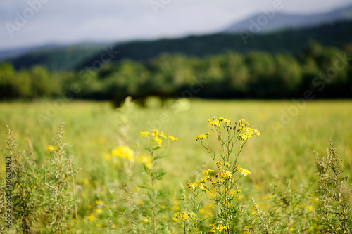 Beautiful summer meadow with yellow flowers © evso