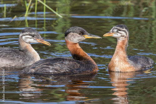 Red-necked Grebe Family Closeup