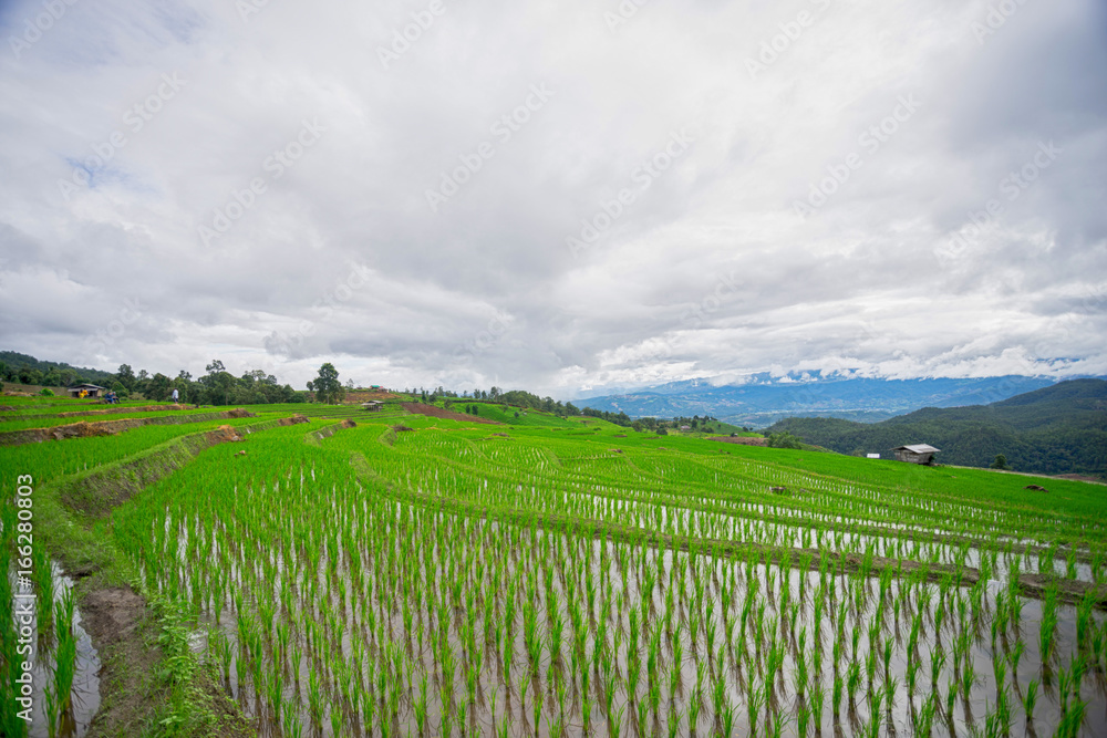 beautiful green rice fields with blue sky