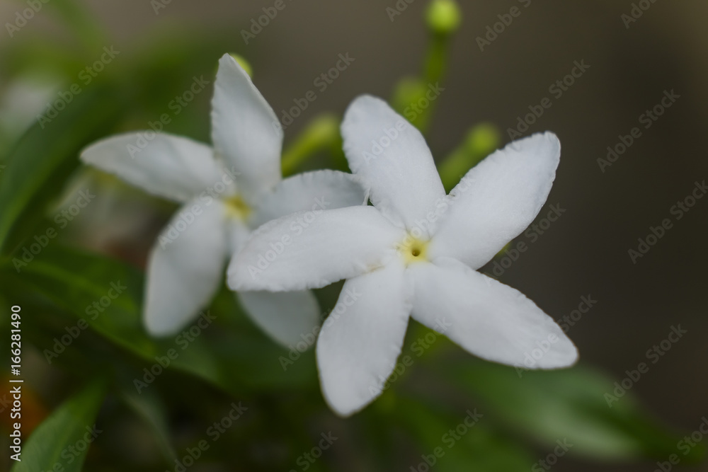 Gardenia crape jasmine flower