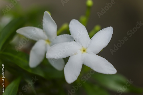 Gardenia crape jasmine flower © Kasem