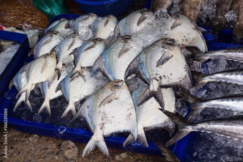 Billede på lærred イトヒキアジ・African pompano