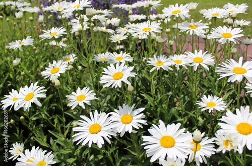 Fototapeta Naklejka Na Ścianę i Meble -  Full bloom Shasta daisies in mid summer