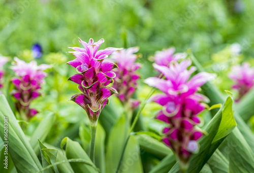 Beautiful purple flower in day light