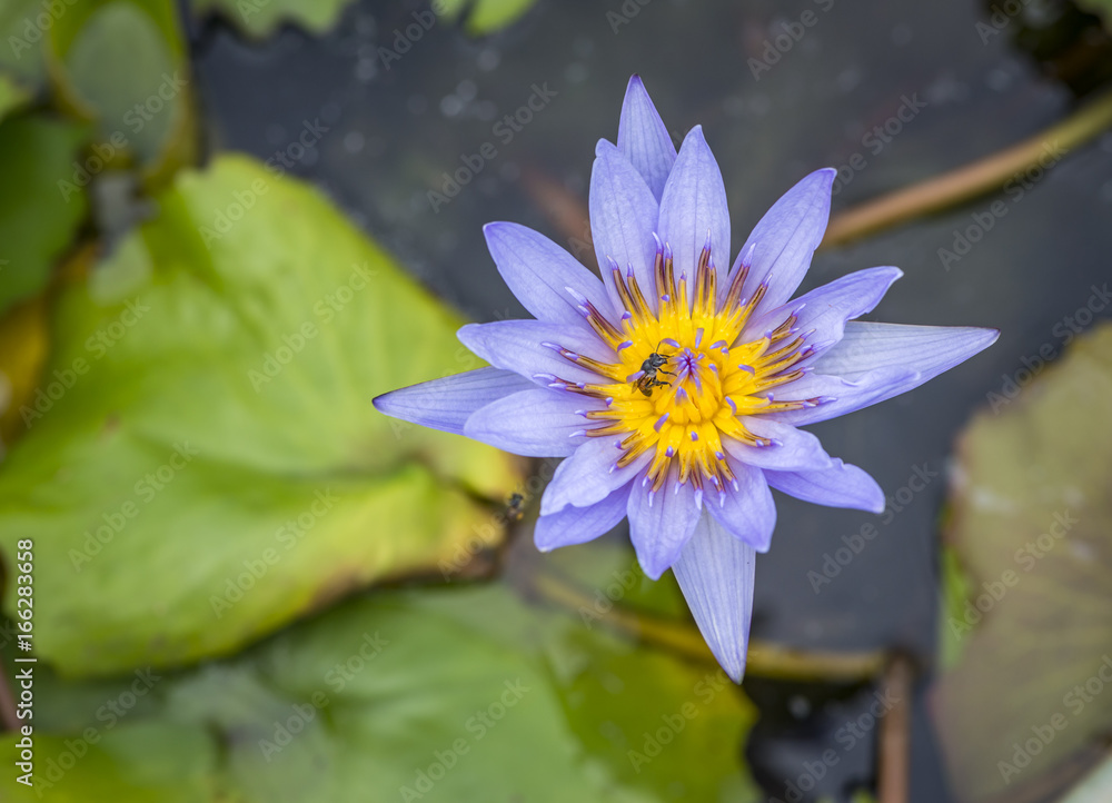Beautiful light purple lotus in a garden Beautiful light purple lotus in a garden