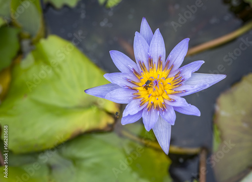 Beautiful light purple lotus in a garden