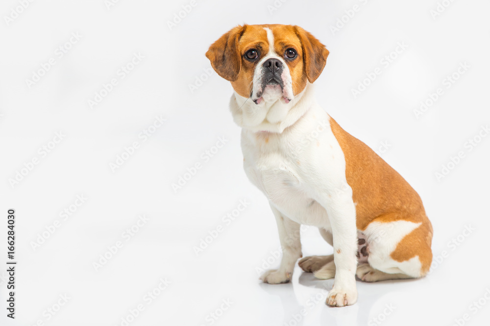 Brown dog on a white background