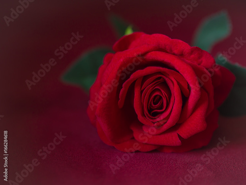 Low key of Valentines Day concept-red rose with pink background.