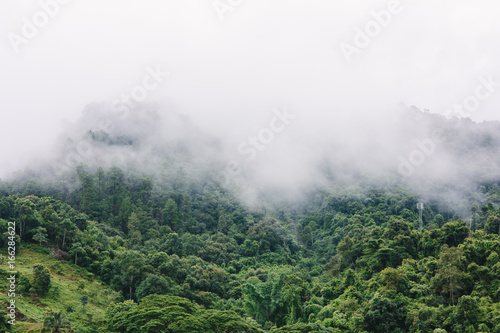 Mountain Cloud Forest fog in Bo Kluea, Nan province Thailand.