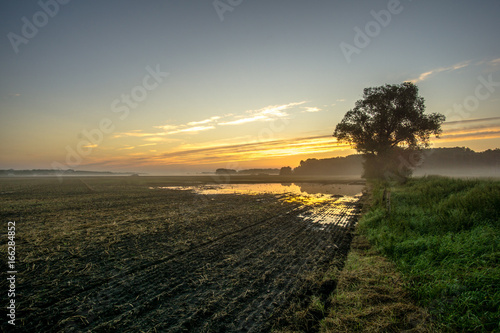Corn field at sunrise and flood