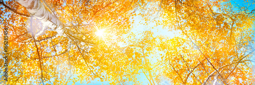 Autumn forest