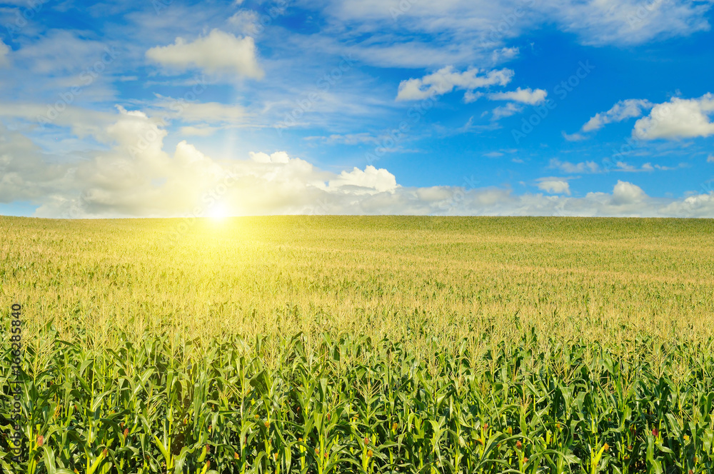 Green field and blue cloudy sky. Sunrise on horizon.