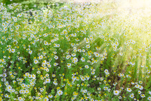 Fototapeta Naklejka Na Ścianę i Meble -  Background of the chamomiles on a meadow at sunrise