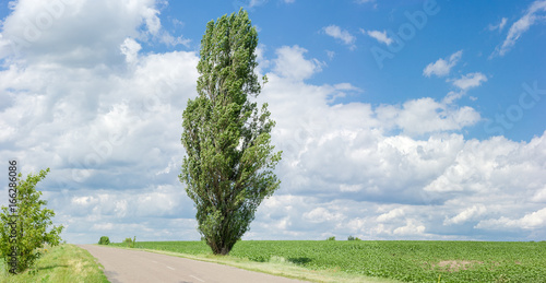 Obraz na plátně Solitary black poplar near of a rural road