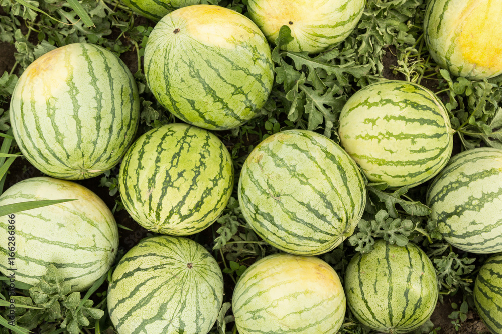Obraz premium Background of ripe watermelons in the field.
