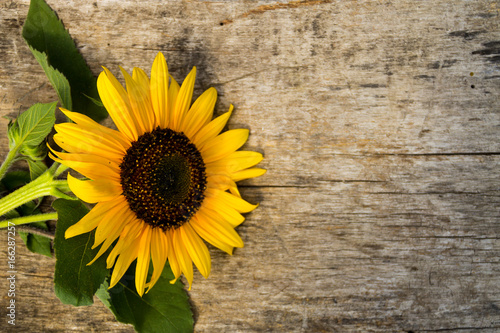 Decorative sunflower on the wooden background