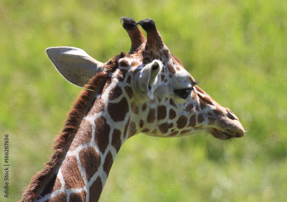 Obraz premium Shy One