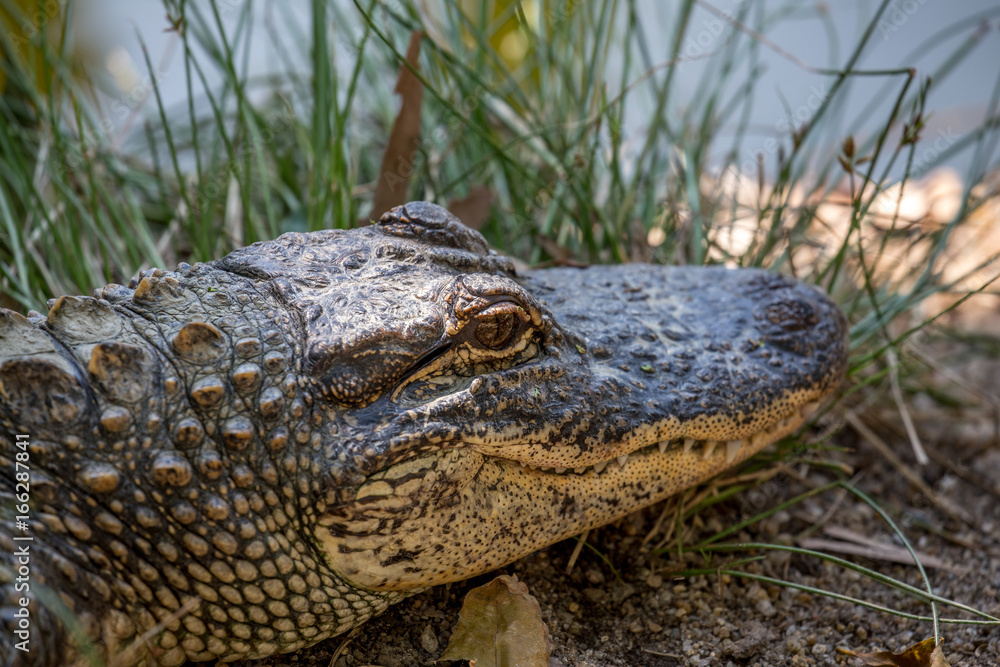 Obraz premium Aligator