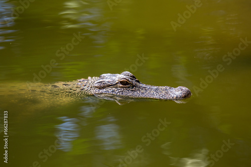 Alligator photo