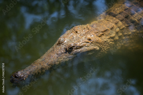 Crocodile photo