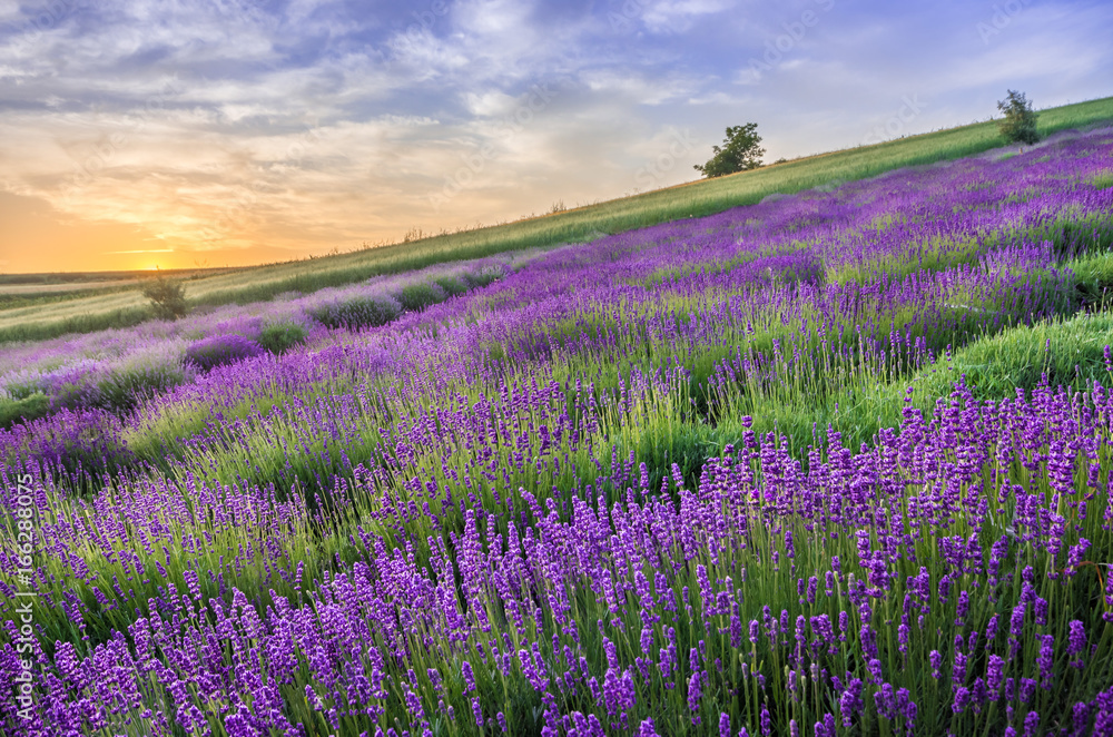 Blooming lavender fields in Poland, beautfiul sunrise