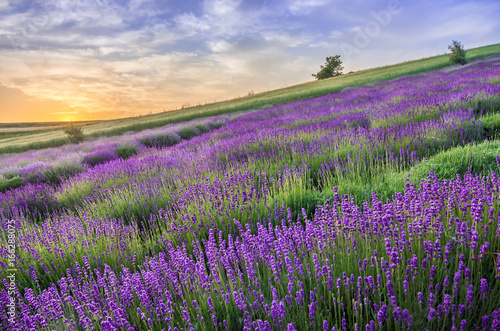 Blooming lavender fields in Poland, beautfiul sunrise © tomeyk