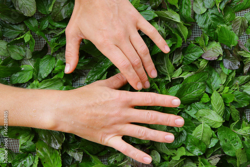 skilled woman hands gathering collecting green tea raw leaves