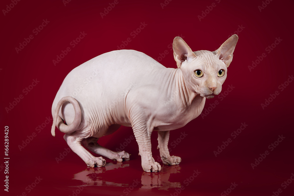 Sphynx cat on studio red background.