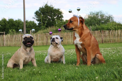 witziges tierisches trio sitzt verkleidet im garten photo