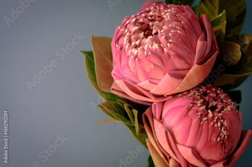 Vintage image style on pink folding  water lily or lotus flower thai style for worship