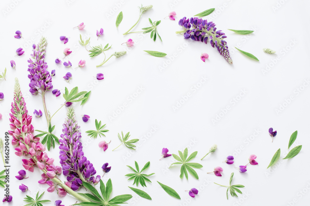 lupine flowers on white background lupine flowers on white background