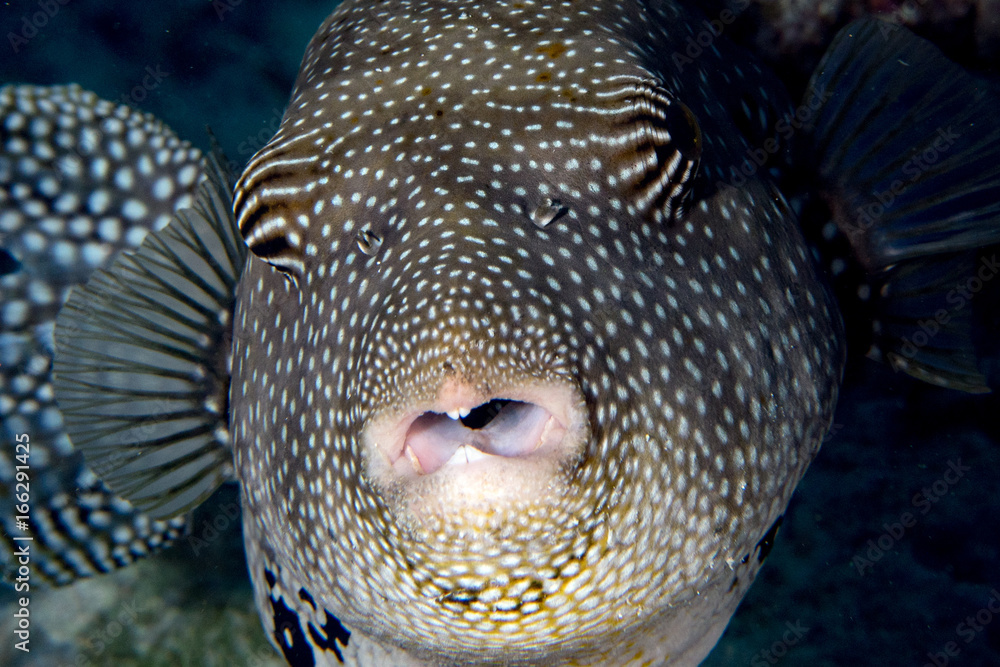 theet detail of Puffer fish black white spotted close up Stock Photo |  Adobe Stock